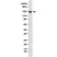 Anti CD49d Antibody, clone RM268 thumbnail image 1
