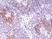 Anti CD49d Antibody, clone RM268 thumbnail image 2
