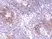 Anti CD49d Antibody, clone RM268 thumbnail image 2