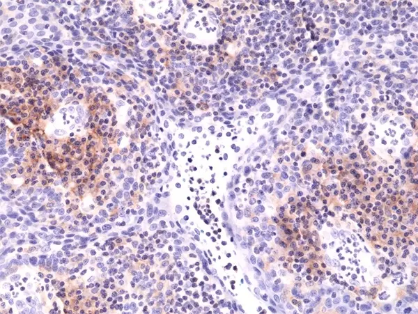 Anti CD49d Antibody, clone RM268 gallery image 2