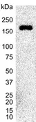 Anti Human CD49f Antibody, clone 450-30A thumbnail image 5