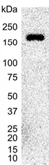 Anti Human CD49f Antibody, clone 450-30A gallery image 5
