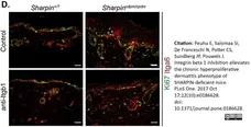 Anti Human CD49f Antibody, clone NKI-GoH3 gallery image 3