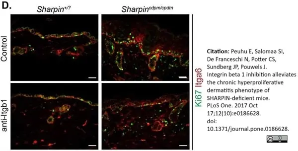 Anti Human CD49f Antibody, clone NKI-GoH3 gallery image 3