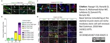 Anti Human CD49f Antibody, clone NKI-GoH3 gallery image 4