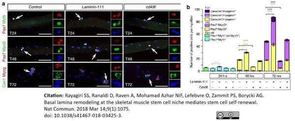 Anti Human CD49f Antibody, clone NKI-GoH3 gallery image 5