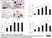 Anti Human CD51/CD61 Antibody, clone 23C6 thumbnail image 1