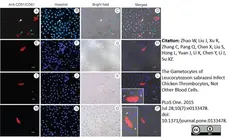 Anti Human CD51/CD61 Antibody, clone 23C6 gallery image 2