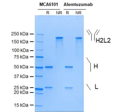 Anti CD52 (Alemtuzumab Biosimilar) Antibody, clone Campath-1H gallery image 1