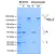 Anti CD52 (Alemtuzumab Biosimilar) Antibody, clone Campath-1H thumbnail image 1