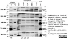 Anti Human CD53 Antibody, clone MEM-53 gallery image 5