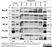 Anti Human CD53 Antibody, clone MEM-53 thumbnail image 5