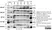 Anti Human CD53 Antibody, clone MEM-53 thumbnail image 5