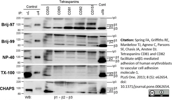 Anti Human CD53 Antibody, clone MEM-53 gallery image 5
