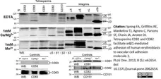 Anti Human CD53 Antibody, clone MEM-53 gallery image 6