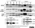 Anti Human CD53 Antibody, clone MEM-53 thumbnail image 6