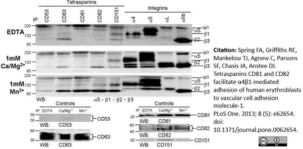 Anti Human CD53 Antibody, clone MEM-53 gallery image 6