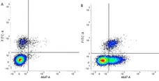 Anti Human CD54 Antibody, clone 15.2 gallery image 2