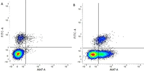 Anti Human CD54 Antibody, clone 15.2 gallery image 2