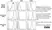 Anti Human CD54 Antibody, clone 15.2 thumbnail image 5