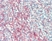 Anti Human CD54 Antibody, clone 15.2 thumbnail image 7