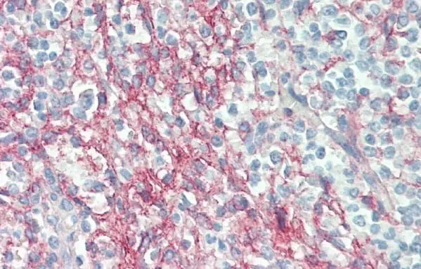 Anti Human CD54 Antibody, clone 15.2 gallery image 8