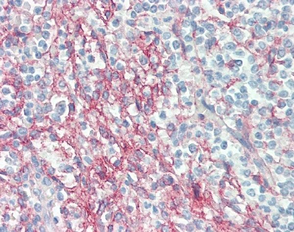 Anti Human CD54 Antibody, clone 15.2 gallery image 9