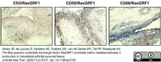 Anti Human CD55 Antibody, clone 67 gallery image 1