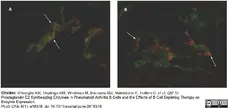 Anti Human CD55 Antibody, clone 67 gallery image 2