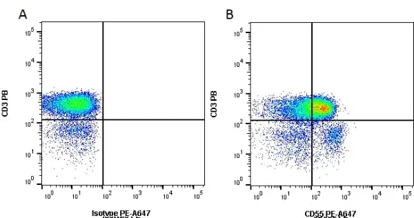 Anti Human CD55 Antibody, clone 67 gallery image 3