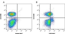 Anti Human CD55 Antibody, clone 67 gallery image 8