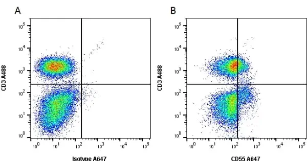 Anti Human CD55 Antibody, clone 67 gallery image 8