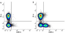 Anti Human CD56 Antibody, clone 123C3 gallery image 2