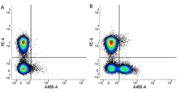Anti Human CD56 Antibody, clone 123C3 gallery image 2