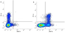 Anti Human CD56 Antibody, clone 123C3 gallery image 3