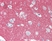 Anti Human CD56 Antibody, clone 123C3 thumbnail image 3