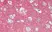 Anti Human CD56 Antibody, clone 123C3 thumbnail image 4