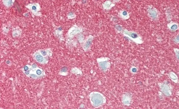 Anti Human CD56 Antibody, clone 123C3 gallery image 4