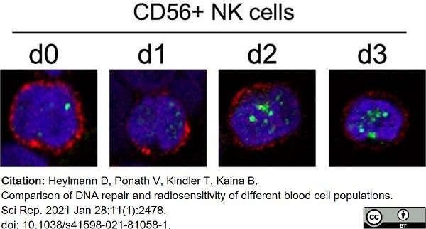 Anti Human CD56 Antibody, clone 123C3 gallery image 5