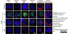 Anti Human CD56 Antibody, clone 123C3 gallery image 6