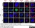 Anti Human CD56 Antibody, clone 123C3 thumbnail image 5