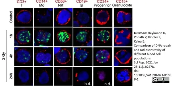 Anti Human CD56 Antibody, clone 123C3 gallery image 6