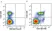 Anti Human CD56 Antibody, clone 123C3 thumbnail image 7