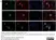 Anti Human CD56 Antibody, clone ERIC-1 thumbnail image 2