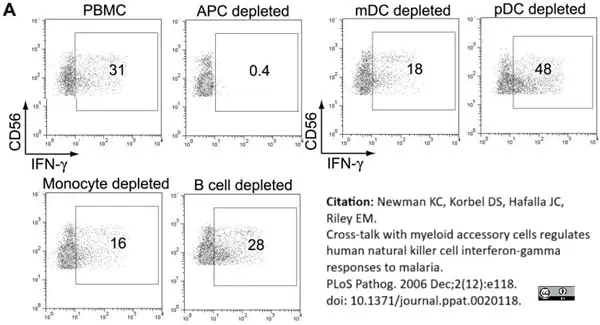 Anti Human CD56 Antibody, clone MEM-188 gallery image 6