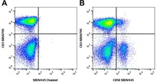 Mouse Anti Human NCAM (CD56) Antibody, clone rAB03-1H8 gallery image 1