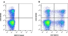 Anti Human CD57 Antibody, clone rTB01 gallery image 3