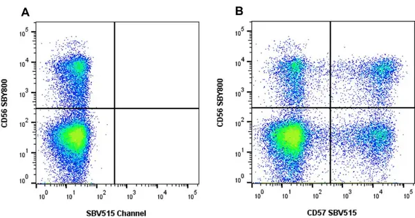 Anti Human CD57 Antibody, clone rTB01 gallery image 3