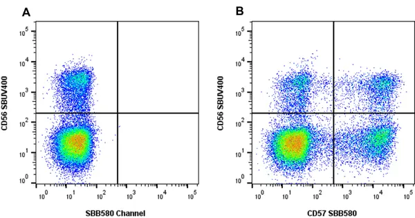 Anti Human CD57 Antibody, clone rTB01 gallery image 6