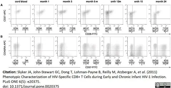 Anti Human CD57 Antibody, clone TB01 gallery image 3